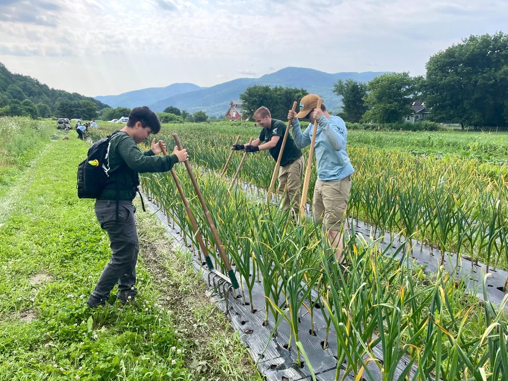 Corps Members working in the fields on the VYCC farm with Vermont mountains in the background