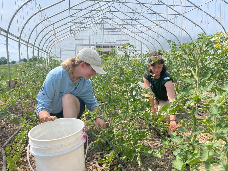 Corps Members tending tomatoes in a hoop house on the VYCC farm